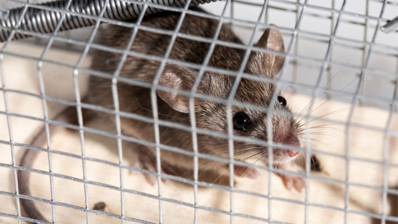 How To Get Rid Of Mouse In Car