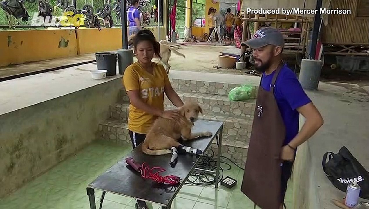 Volunteer Taiwanese Dog Groomer Returns as Lockdown Eases to Help Stray Shelter Dogs