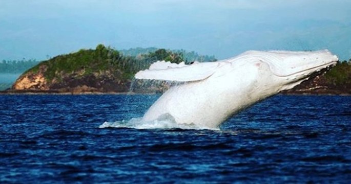 Une baleine à bosse albinos a été aperçue en Australie