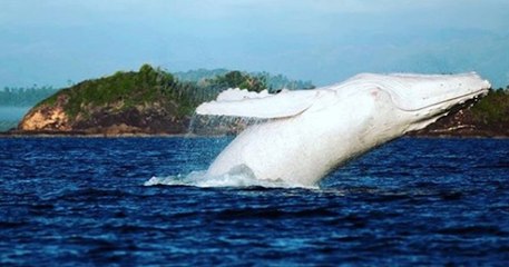 Une baleine à bosse albinos a été aperçue en Australie