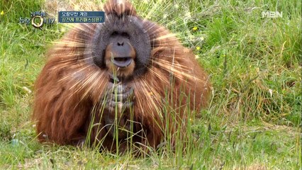 오랑우탄 계의 상견례 프리패스 상은?