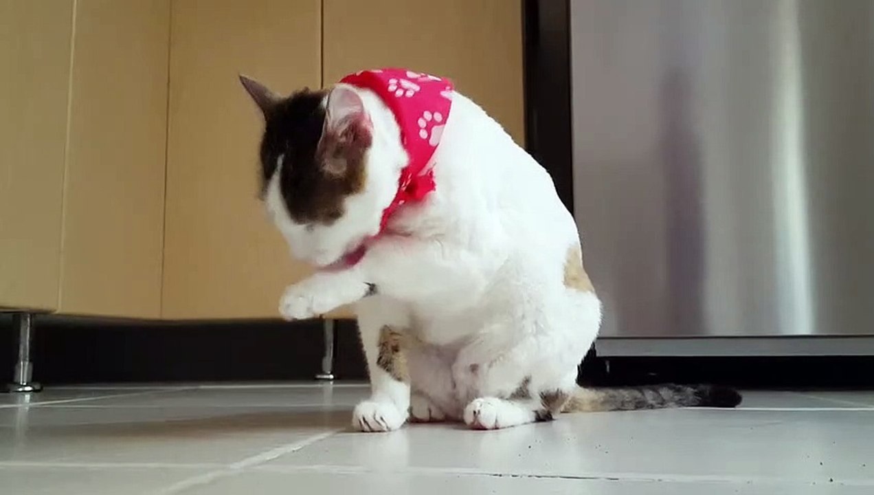 play the cat