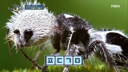 보이는 그대로가 정답! 본능적인 초성 스피드 퀴즈 ④