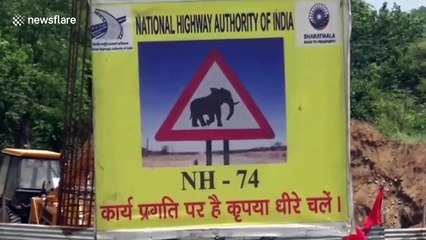 Herd of wild elephants enjoy mud bath near highway in northern India