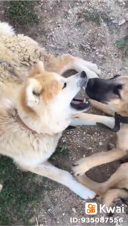 AKiTA ve COBAN KOPEGi - AKiTA DOG and SHEPHERD DOG