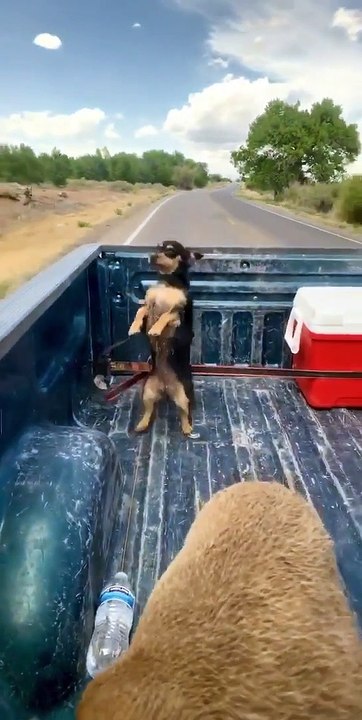 Dog Tied to Strap Trips Over it