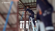 Brave woman lets python coil round her body while catching it in roof beams