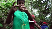 Further footage of rare Asian golden cat rescued from trap in Indonesian forest