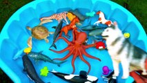 Learn Colors For Kids With Wild Animals And Sharks In Blue Water Tub Toys For Kids