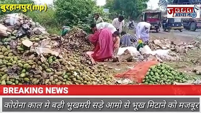 जनमत आवाज,,mp बुरहानपुर कोरोना काल मे बड़ी भुखमरी सड़े आमो को खाकर भूख मिटाने को हुये मजबूर लोग