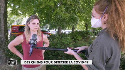 Des chiens pour détecter la COVID-19 - Clique Report - CANAL+