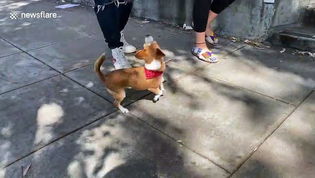 Fed pup with racism: Dog supports All Black Lives Matter in West Hollywood