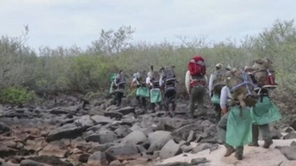 Tortuga Diego regresa a la isla Española tras salvar a su especie