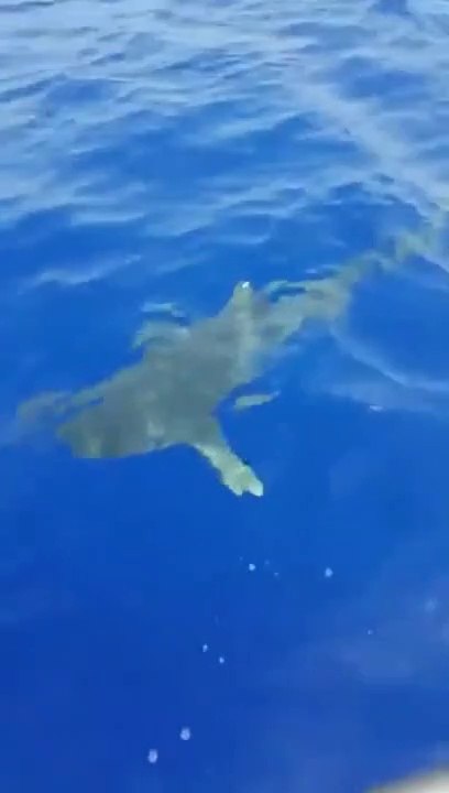 Un requin  vient gober le thon que ces pecheurs essaient de remonter