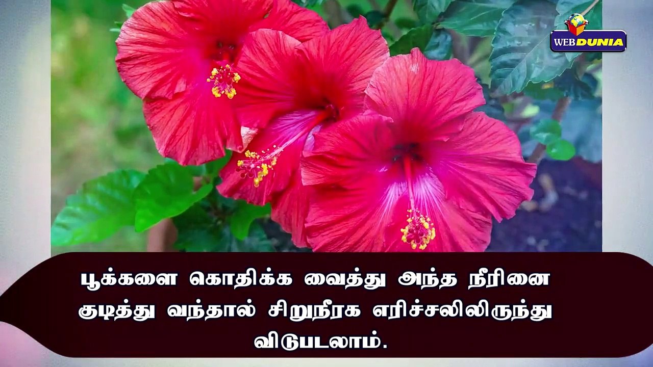 செம்பருத்தி பூவின் பயன்கள்!!