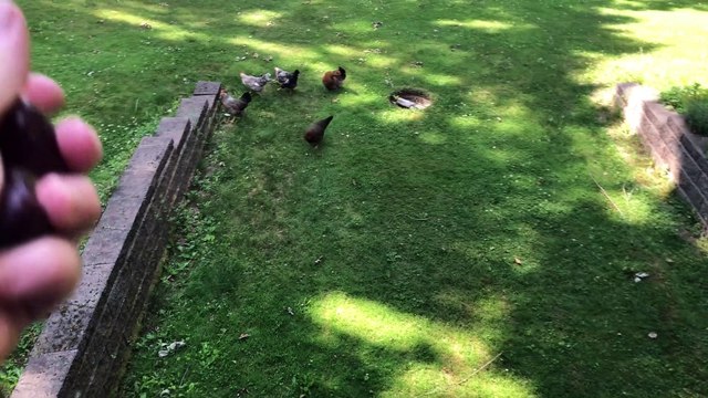 Chickens eating grapes