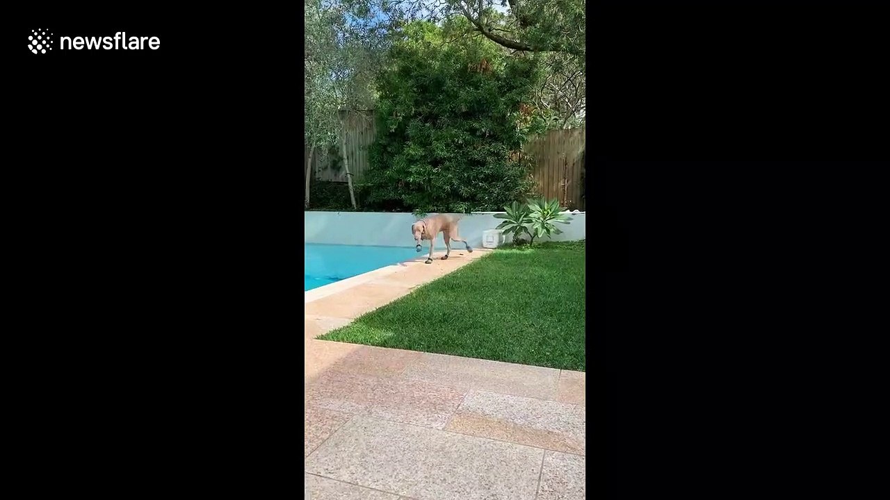 'Legs flap with these shoes' Dog in Australia hilariously tries to walk wearing shoes