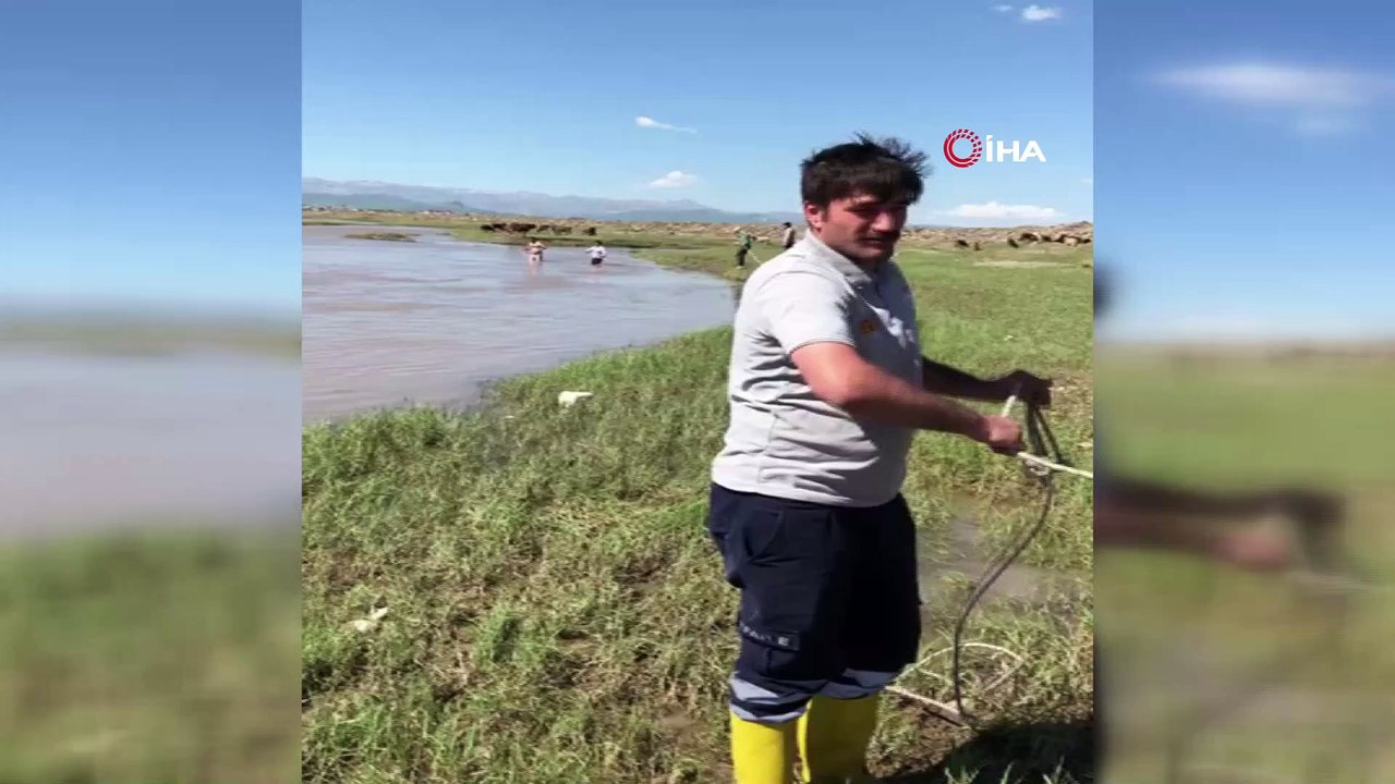 Murat Nehri’ne düşen inek itfaiye ekipleri tarafından kurtarıldı