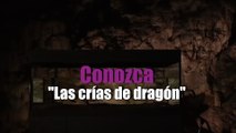 Conozca las crías de dragón
