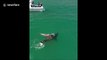 Graphic and shocking moment great white sharks eat dolphin off California coast