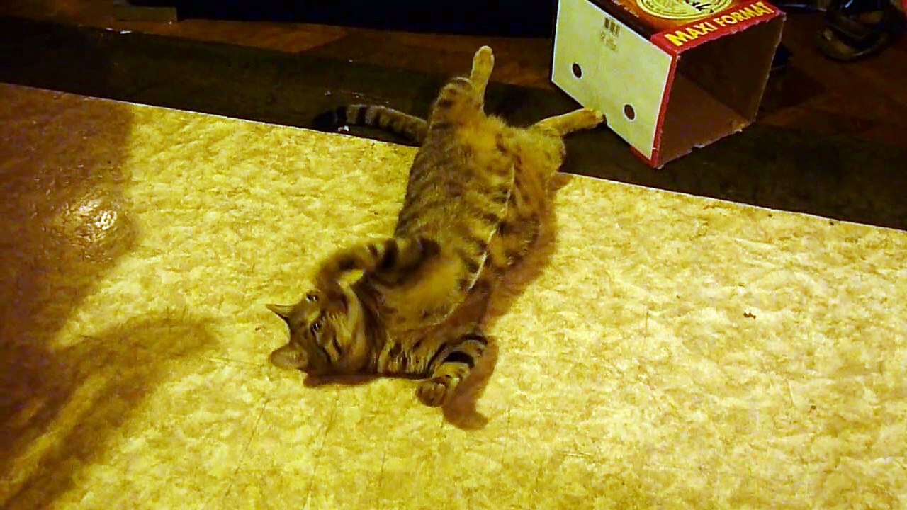 2020-06-16 Petitcoeur chat joueur mais paresseux