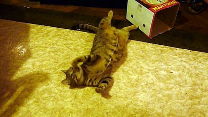 2020-06-16 Petitcoeur chat joueur mais paresseux