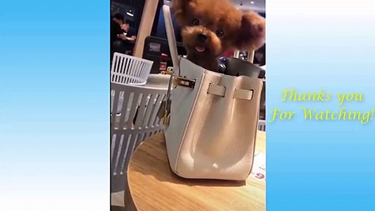 Cute Pets And Funny Animals Compilation