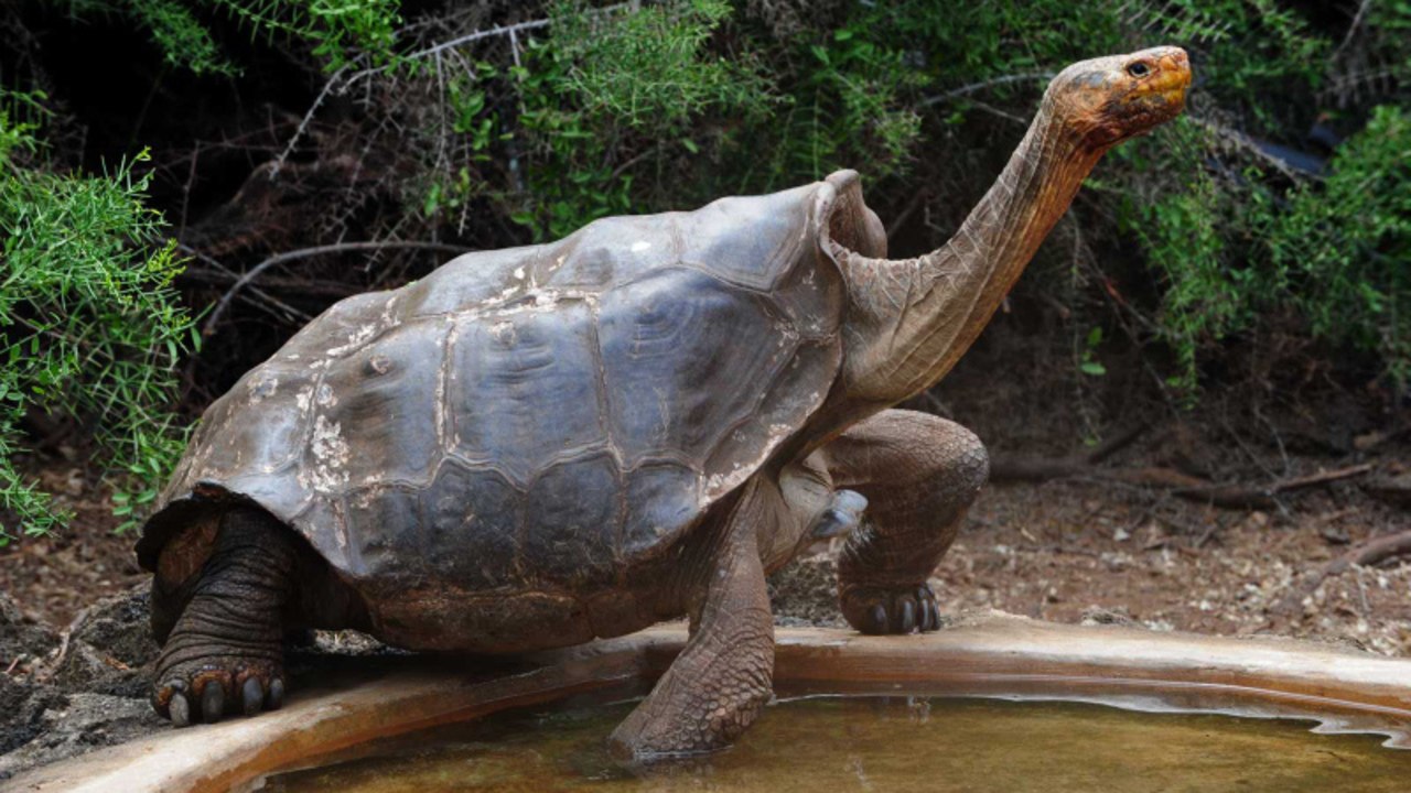 100-year-old Tortoise Who Saved His Species Finally Returns to His Home in the Galapagos Islands