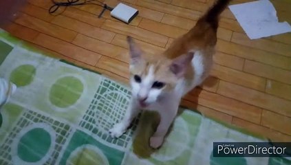 suara Kucing Meminta makan
