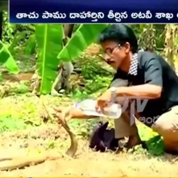 SERPIENTE  mascota