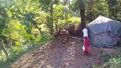 Experience the Charm of Desi & Village Life in Himachal 🌄