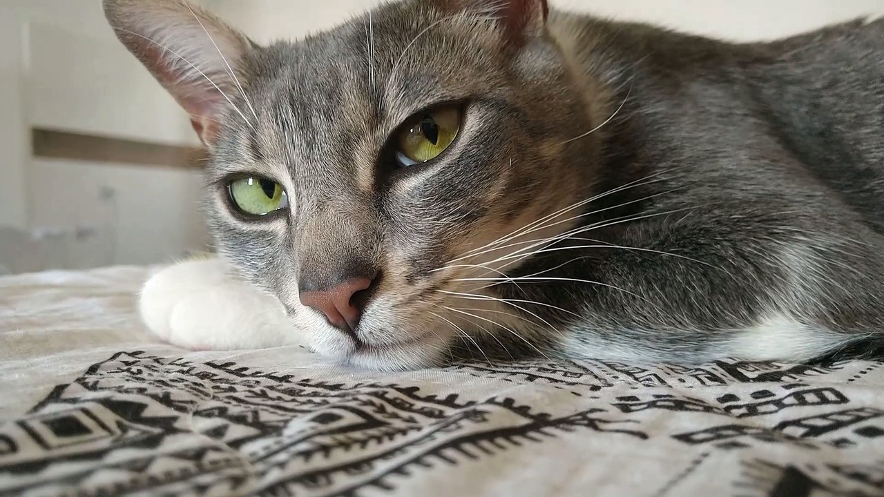 Jacare Closeup
