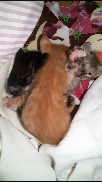 Rescued Kitties