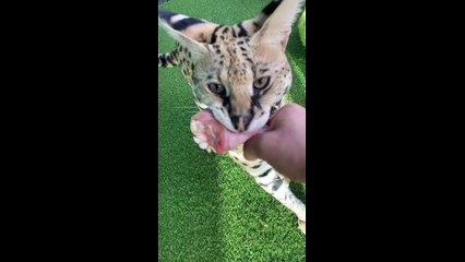 tik toks cat funny #5