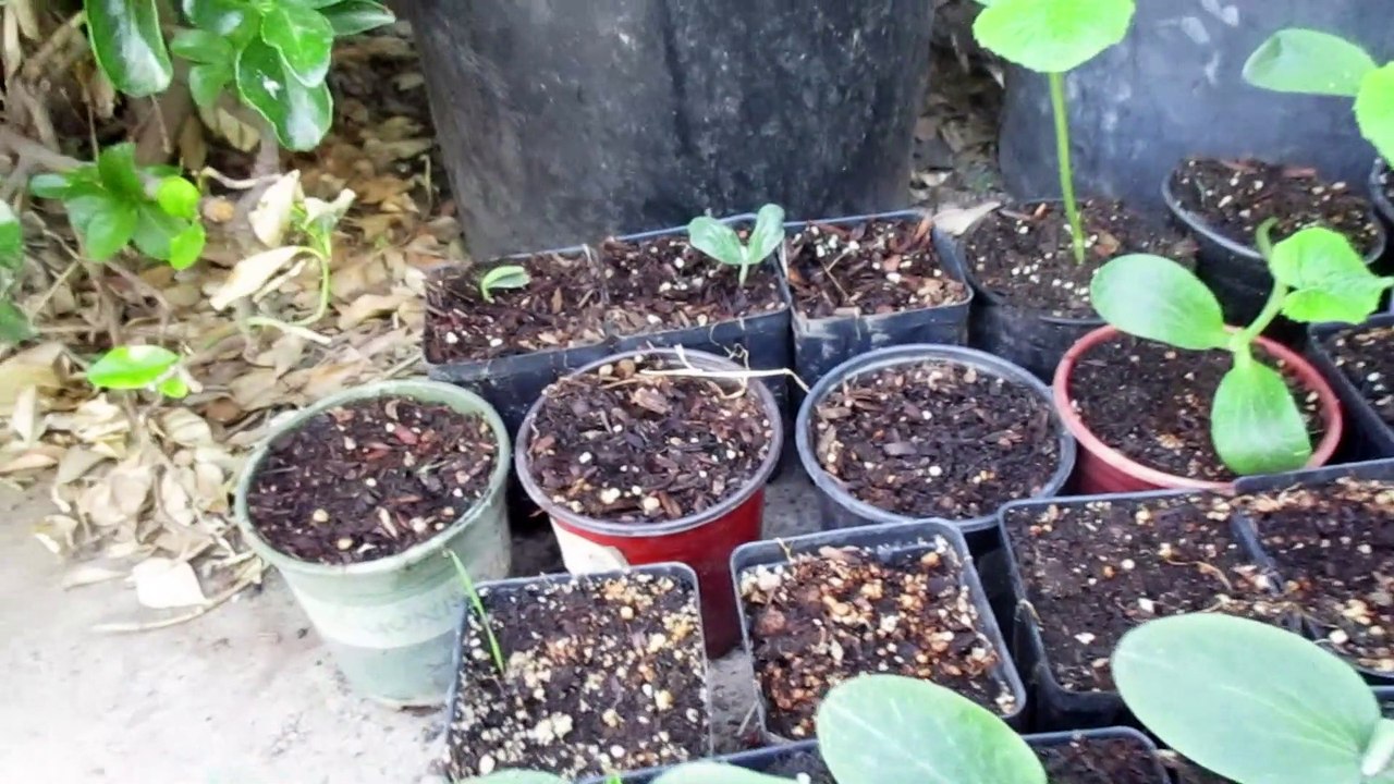 Cuidado de Plantitas (Plantines)