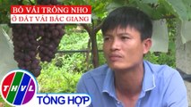 Làm giàu nhờ trồng nho trên đất vải Bắc Giang