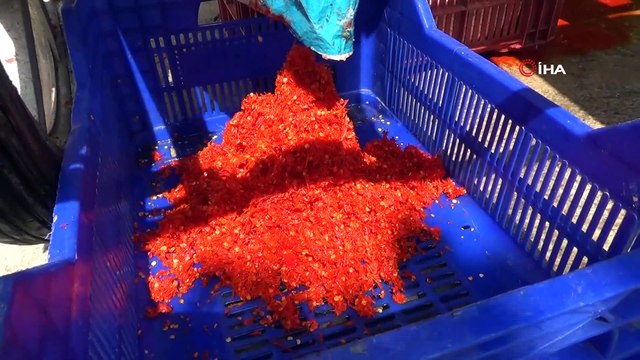 Senenin sadece dört ayı sokak sokak geziyor, günlük 1 tona kadar salça çekiyor