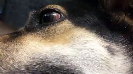 シェパード犬のメメラン撮影しようとしたら近すぎたwww