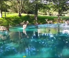 Stunning Palace & Amazing Animals 🏰🦁