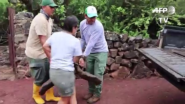 Giant tortoise Diego, a hero to his species, returns to Galapagos