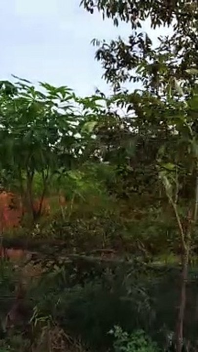 Bukit_Gorilla Majalengka