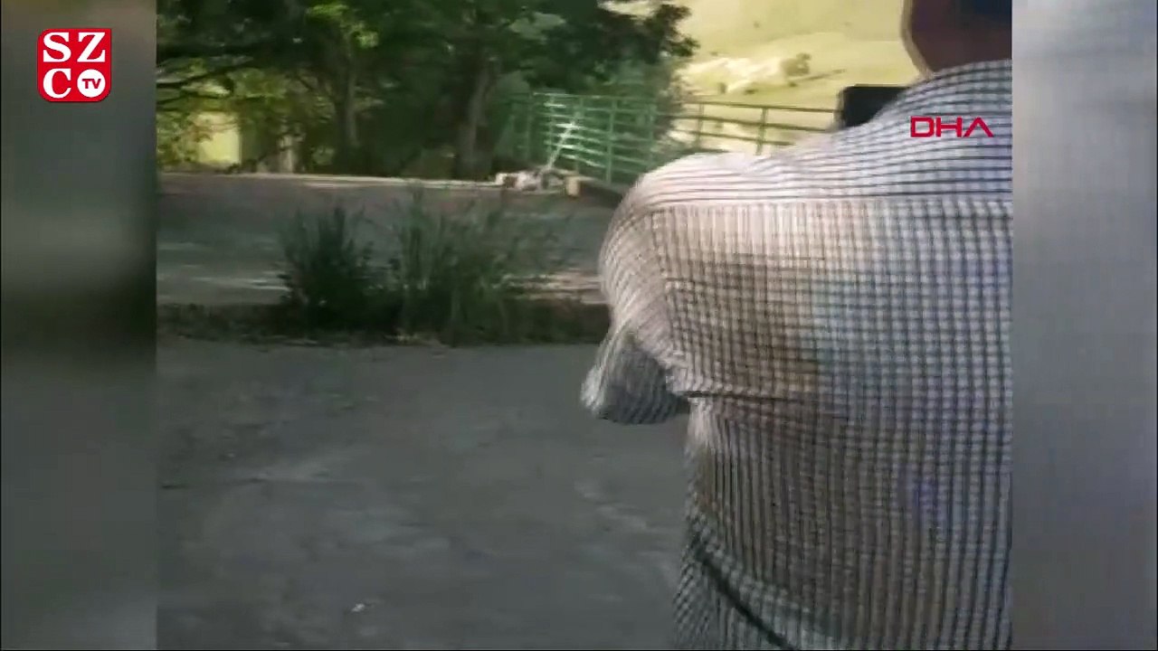 Mesire alanında yılanların çiftleşmesini görüntülediler