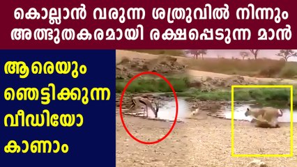 ആക്രമിക്കാനെത്തിയ മൃഗത്തില്‍ നിന്നും രക്ഷപ്പെട്ട മാനിന്റെ ഒരു ബുദ്ധിയേ | Oneindia Malayalam