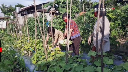 Berkebun di Pekarangan Rumah, Solusi Ketahanan Pangan Selama Corona