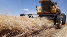 Araban Ovası'nda makarnalık sert buğday hasadı başladı