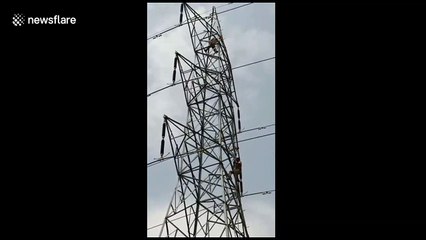 Baby monkey rescued from high-voltage transmission line in west India