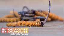 Cordyceps Season: Hunt for the World’s Most Expensive Fungus
