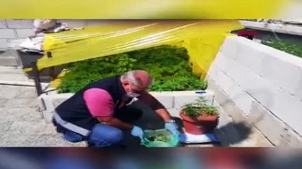 Evlerin çatılarında kenevir yetiştirirken yakalandılar