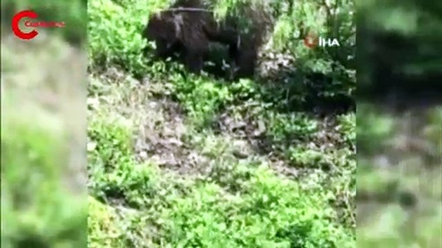 Ayı, kendisine öpücükle seslenen yurttaşa aldırış etmedi