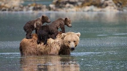 Los pescadores salvan a los cachorros de la osa y el animal se lo agradece